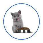 Cat Food
