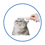 Cat Grooming