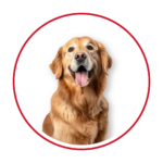Dogs