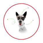 Dog Tick, Flea & Deworming