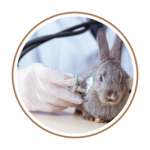 Small Animals Health Supplements